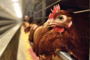 Yumurtacı Tavuk Kafesi Kataloğu kapağı